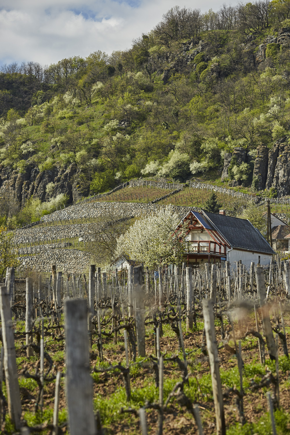 Somlói borvidék termelőhelyek és eredetvédelem