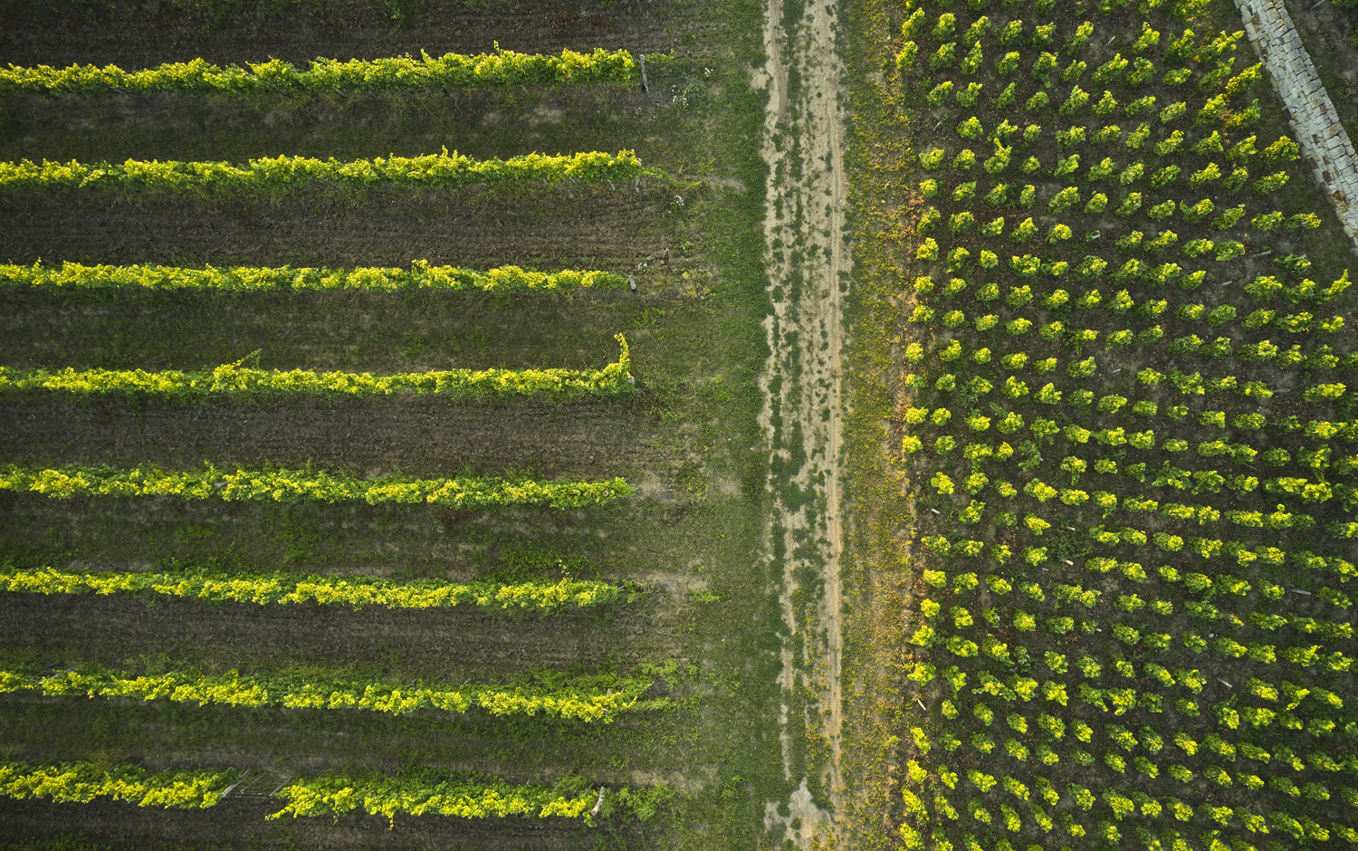 Tokaji borvidékről hero