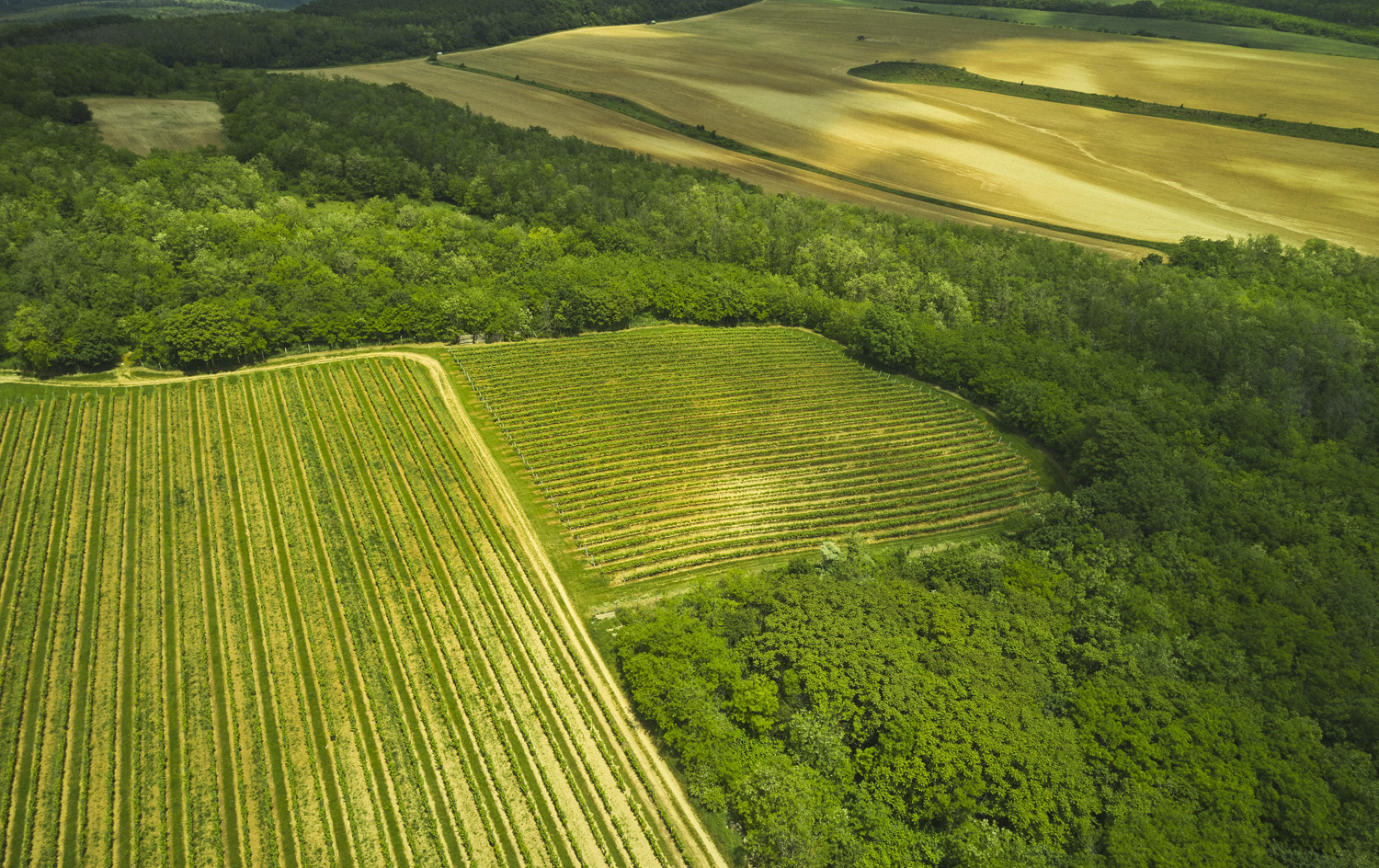 Balatonboglár eredetvédelem