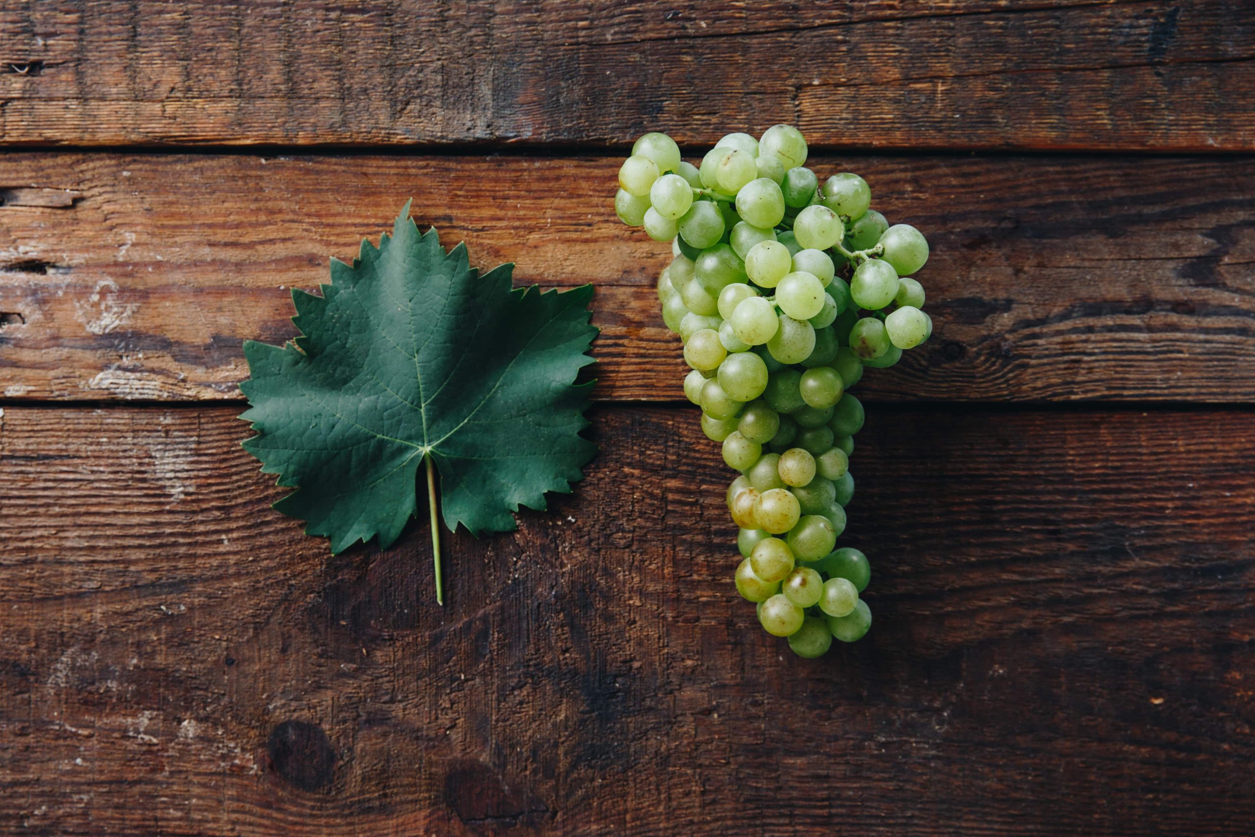 Sárgamuskotály hero