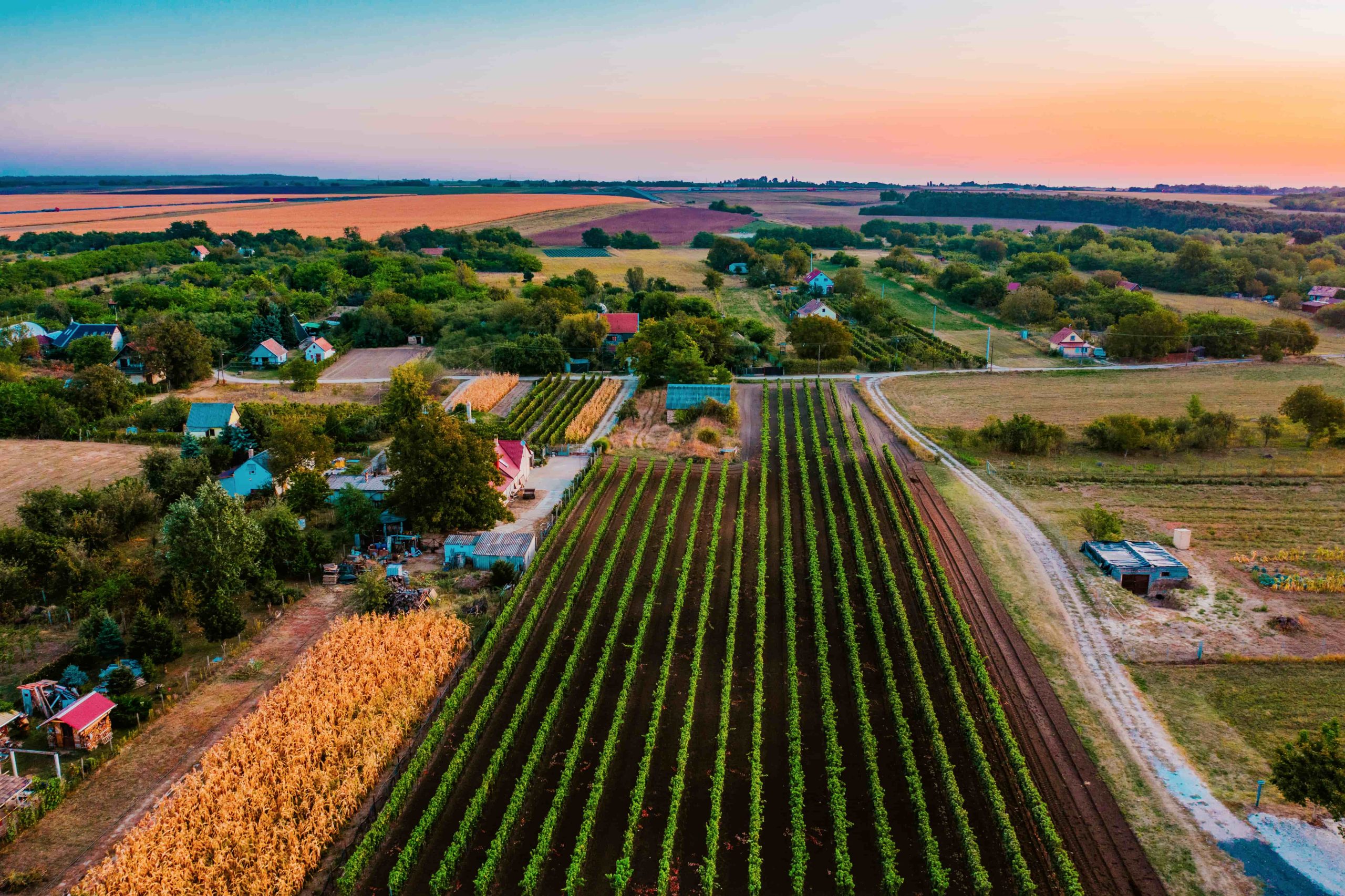 Kunság borvidékről hero
